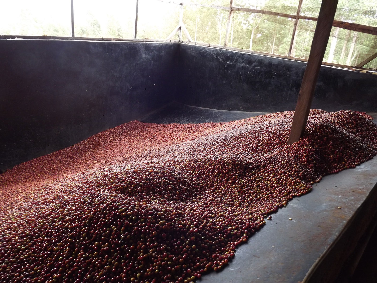 Kigwandi AA du Kenya