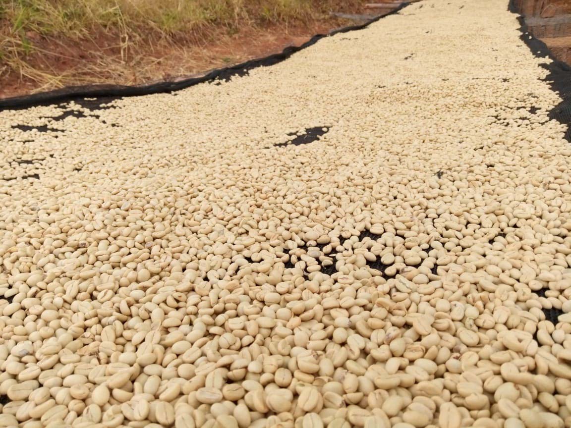 Marua AA du Kenya